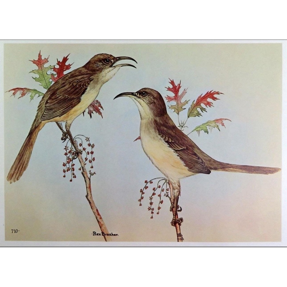 Rex Brasher California Thrasher Vintage Bird Print Ornithology Wildlife Art 1962